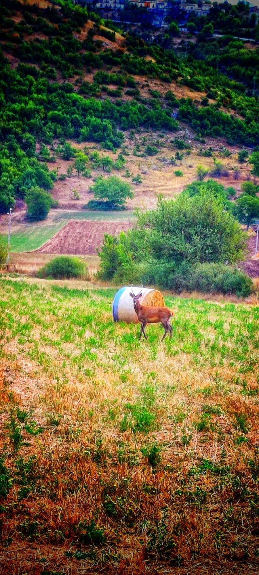 مبيت وإفطار Pratola Peligna La Cas D' Taton المظهر الخارجي الصورة